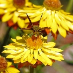 Ocybadistes walkeri at Acton, ACT - 15 Feb 2019