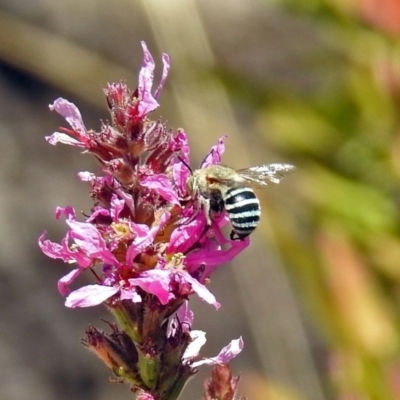 Amegilla sp. (genus) (Blue Banded Bee) at Acton, ACT - 15 Feb 2019 by RodDeb