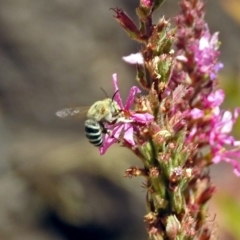 Amegilla sp. (genus) at Acton, ACT - 15 Feb 2019