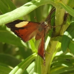 Vanessa itea (Yellow Admiral) at Acton, ACT - 15 Feb 2019 by RodDeb