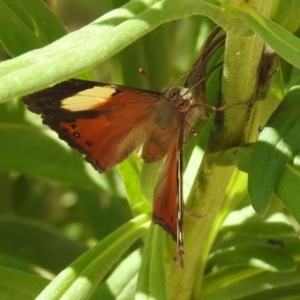 Vanessa itea at Acton, ACT - 15 Feb 2019 11:02 AM