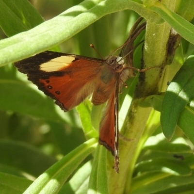 Vanessa itea (Yellow Admiral) at Acton, ACT - 15 Feb 2019 by RodDeb