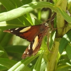 Vanessa itea at Acton, ACT - 15 Feb 2019