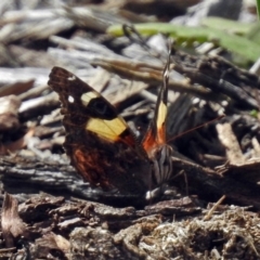 Vanessa itea at Acton, ACT - 15 Feb 2019