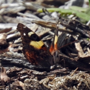 Vanessa itea at Acton, ACT - 15 Feb 2019