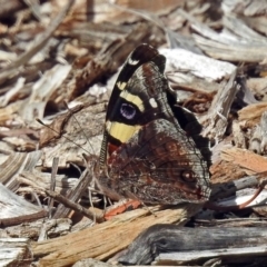 Vanessa itea at Acton, ACT - 15 Feb 2019 11:02 AM