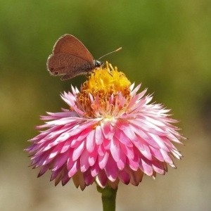 Nacaduba biocellata at Acton, ACT - 15 Feb 2019