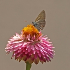 Nacaduba biocellata at Acton, ACT - 15 Feb 2019