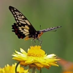 Papilio anactus (Dainty Swallowtail) at Acton, ACT - 14 Feb 2019 by RodDeb