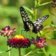 Papilio anactus at Acton, ACT - 15 Feb 2019