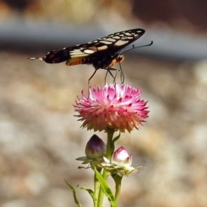 Papilio anactus at Acton, ACT - 15 Feb 2019