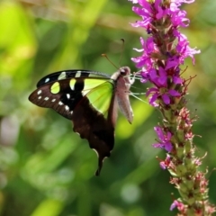 Graphium macleayanum (Macleay's Swallowtail) at ANBG - 15 Feb 2019 by RodDeb