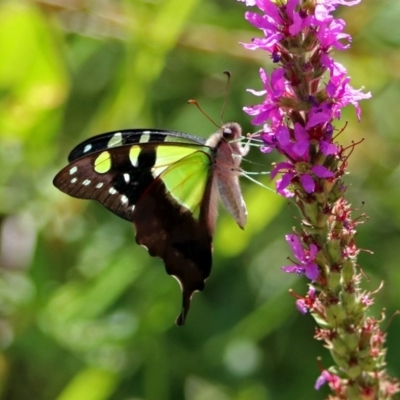 Graphium macleayanum (Macleay's Swallowtail) at Acton, ACT - 15 Feb 2019 by RodDeb