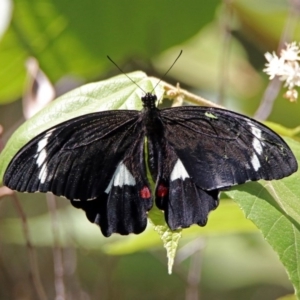 Papilio aegeus at Acton, ACT - 15 Feb 2019