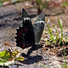 Papilio aegeus at Acton, ACT - 15 Feb 2019