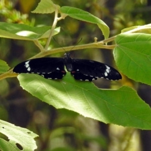 Papilio aegeus at Acton, ACT - 15 Feb 2019
