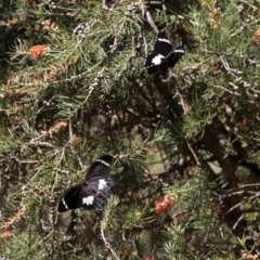 Papilio aegeus at Acton, ACT - 15 Feb 2019