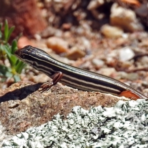 Ctenotus taeniolatus at Acton, ACT - 15 Feb 2019 12:34 PM