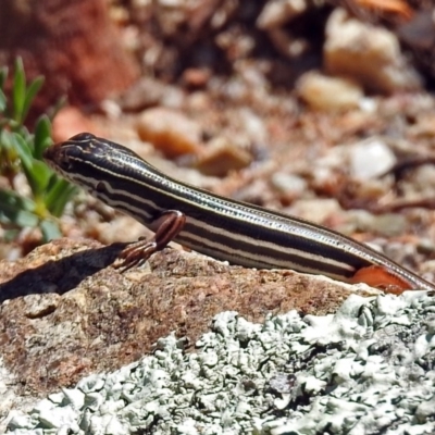 Ctenotus taeniolatus (Copper-tailed Skink) at Acton, ACT - 15 Feb 2019 by RodDeb