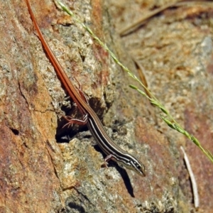 Ctenotus taeniolatus at Acton, ACT - 15 Feb 2019 12:34 PM