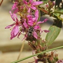 Pseudoanthidium (Immanthidium) repetitum (African carder bee, Megachild bee) at Acton, ACT - 15 Feb 2019 by RodDeb