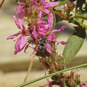 Pseudoanthidium (Immanthidium) repetitum at Acton, ACT - 15 Feb 2019 12:48 PM