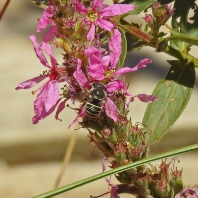 Pseudoanthidium (Immanthidium) repetitum (African carder bee, Megachild bee) at ANBG - 15 Feb 2019 by RodDeb