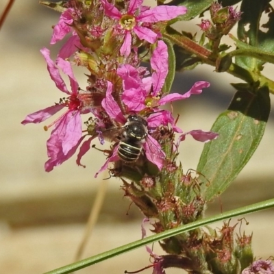 Pseudoanthidium (Immanthidium) repetitum (African carder bee, Megachild bee) at Acton, ACT - 15 Feb 2019 by RodDeb