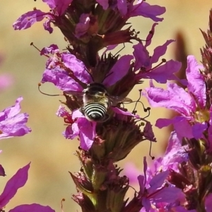 Pseudoanthidium (Immanthidium) repetitum at Acton, ACT - 15 Feb 2019 12:48 PM