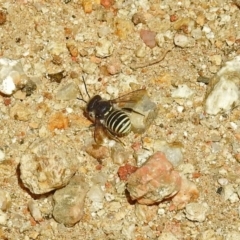 Pseudoanthidium (Immanthidium) repetitum (African carder bee, Megachild bee) at ANBG - 15 Feb 2019 by RodDeb