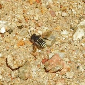 Pseudoanthidium (Immanthidium) repetitum at Acton, ACT - 15 Feb 2019