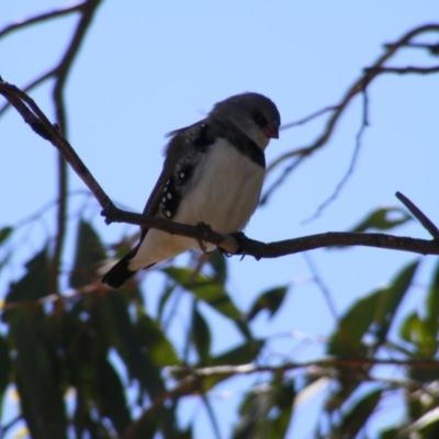 Stagonopleura guttata (Diamond Firetail) at Michelago, NSW - 15 Feb 2019 by MichaelMulvaney