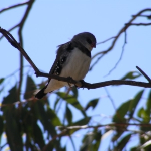 Stagonopleura guttata at Michelago, NSW - 15 Feb 2019