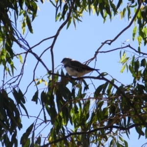 Stagonopleura guttata at Michelago, NSW - 15 Feb 2019