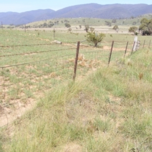 Eragrostis curvula at Michelago, NSW - 15 Feb 2019