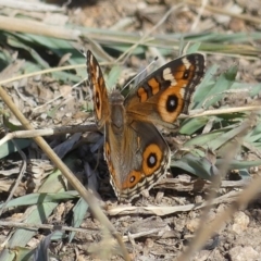 Junonia villida (Meadow Argus) at McQuoids Hill - 14 Feb 2019 by SandraH