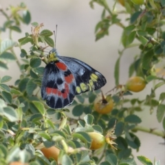 Delias harpalyce (Imperial Jezebel) at Tuggeranong DC, ACT - 14 Feb 2019 by SandraH