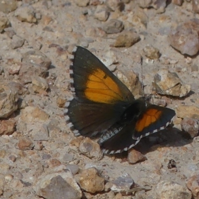 Lucia limbaria (Chequered Copper) at McQuoids Hill - 14 Feb 2019 by SandraH
