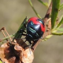 Choerocoris paganus (Ground shield bug) at Conder, ACT - 12 Jan 2019 by MichaelBedingfield