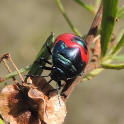 Choerocoris paganus (Ground shield bug) at Rob Roy Range - 12 Jan 2019 by michaelb