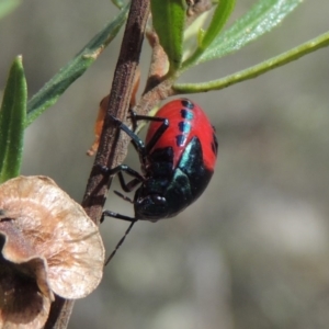 Choerocoris paganus at Conder, ACT - 12 Jan 2019 06:35 PM