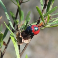 Choerocoris paganus at Conder, ACT - 12 Jan 2019 06:35 PM