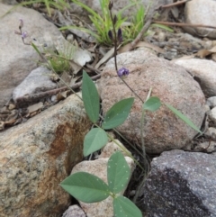 Glycine tabacina (Variable Glycine) at Conder, ACT - 12 Jan 2019 by MichaelBedingfield