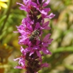 Megachile (Eutricharaea) sp. (genus & subgenus) at Acton, ACT - 15 Feb 2019