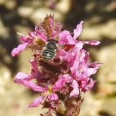 Megachile (Eutricharaea) sp. (genus & subgenus) at Acton, ACT - 15 Feb 2019 12:00 AM