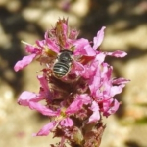 Megachile (Eutricharaea) sp. (genus & subgenus) at Acton, ACT - 15 Feb 2019 12:00 AM