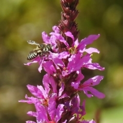 Megachile (Eutricharaea) sp. (genus & subgenus) at Acton, ACT - 15 Feb 2019