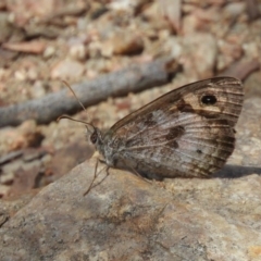 Geitoneura klugii (Marbled Xenica) at Hackett, ACT - 15 Feb 2019 by Christine