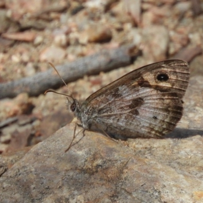 Geitoneura klugii (Marbled Xenica) at Hackett, ACT - 15 Feb 2019 by Christine