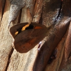 Heteronympha merope (Common Brown Butterfly) at Hackett, ACT - 15 Feb 2019 by Christine